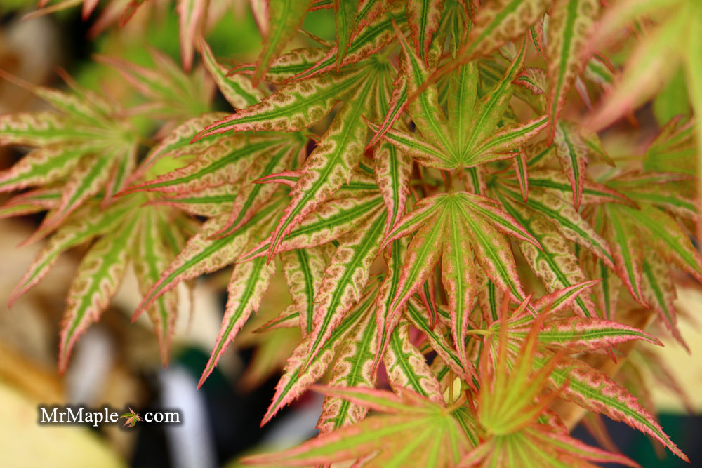Acer palmatum 'Ikandi' Japanese Maple