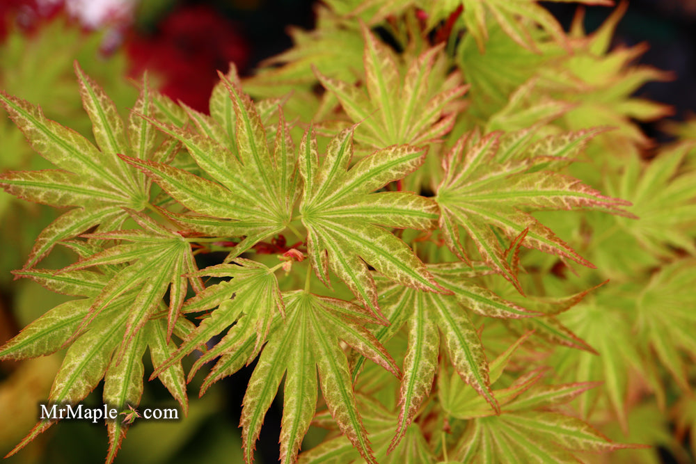 Acer palmatum 'Ikandi' Japanese Maple