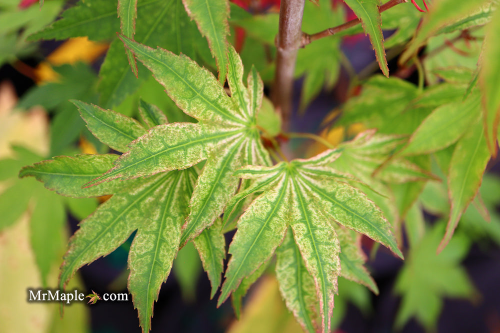 Acer palmatum 'Ikandi' Japanese Maple