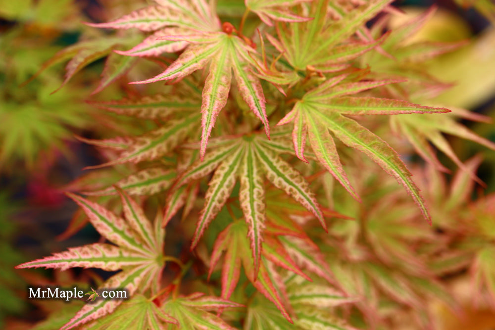 Acer palmatum 'Ikandi' Japanese Maple