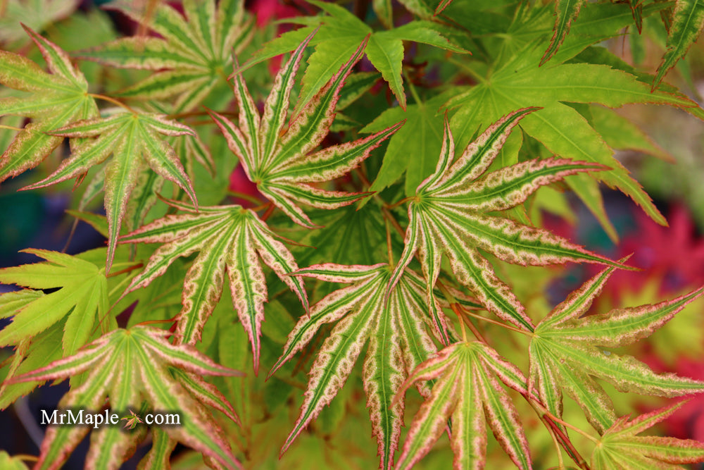 Acer palmatum 'Ikandi' Japanese Maple