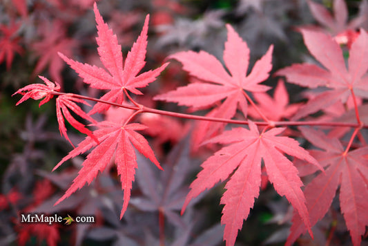 Acer palmatum 'Emperor 1' Japanese Maple Tree