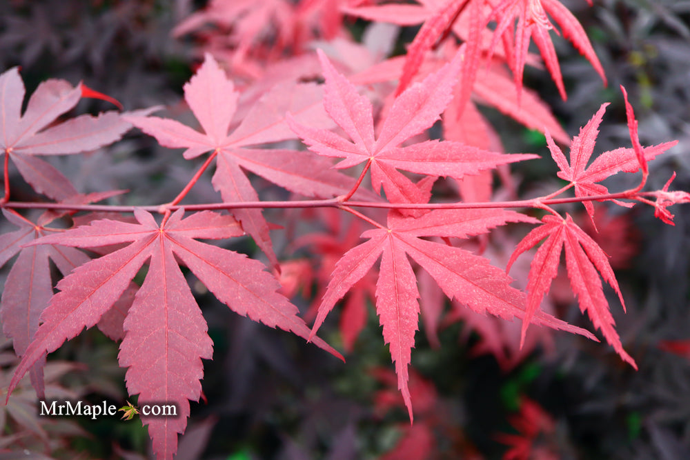 Acer palmatum 'Emperor 1' Japanese Maple Tree