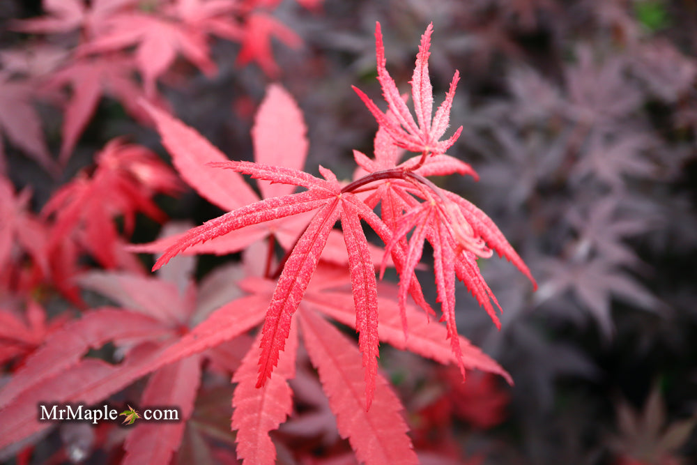 Acer palmatum 'Emperor 1' Japanese Maple Tree