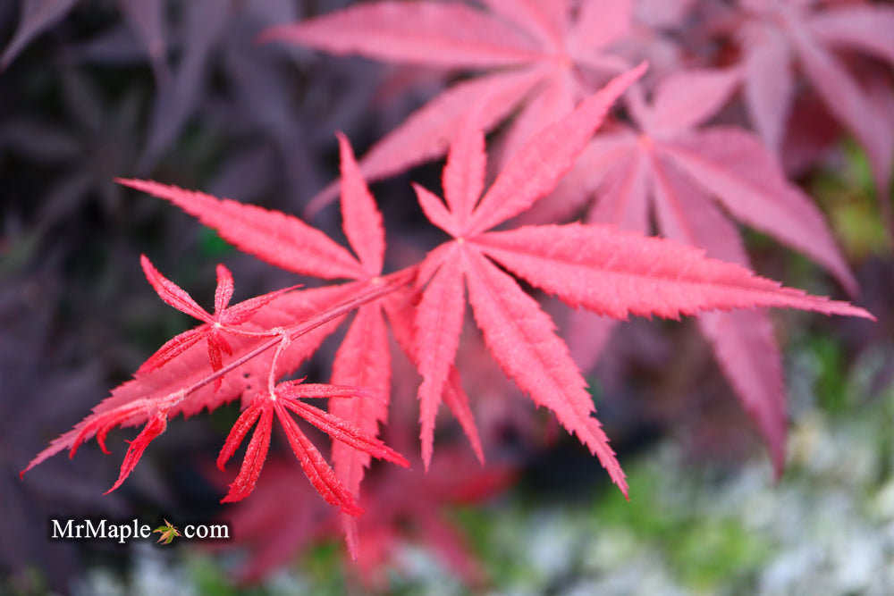 Acer palmatum 'Emperor 1' Japanese Maple Tree