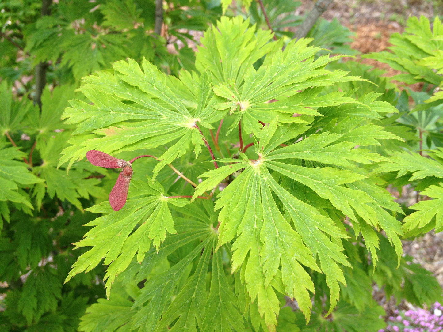 Acer japonicum 'Mai kujaku' Dancing Peacock Japanese Maple
