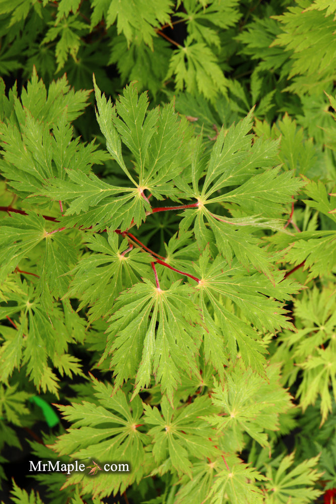 Acer japonicum 'Mai kujaku' Dancing Peacock Japanese Maple