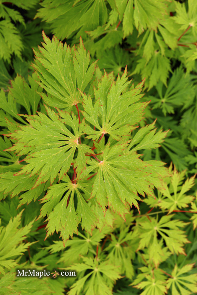 Acer japonicum 'Mai kujaku' Dancing Peacock Japanese Maple