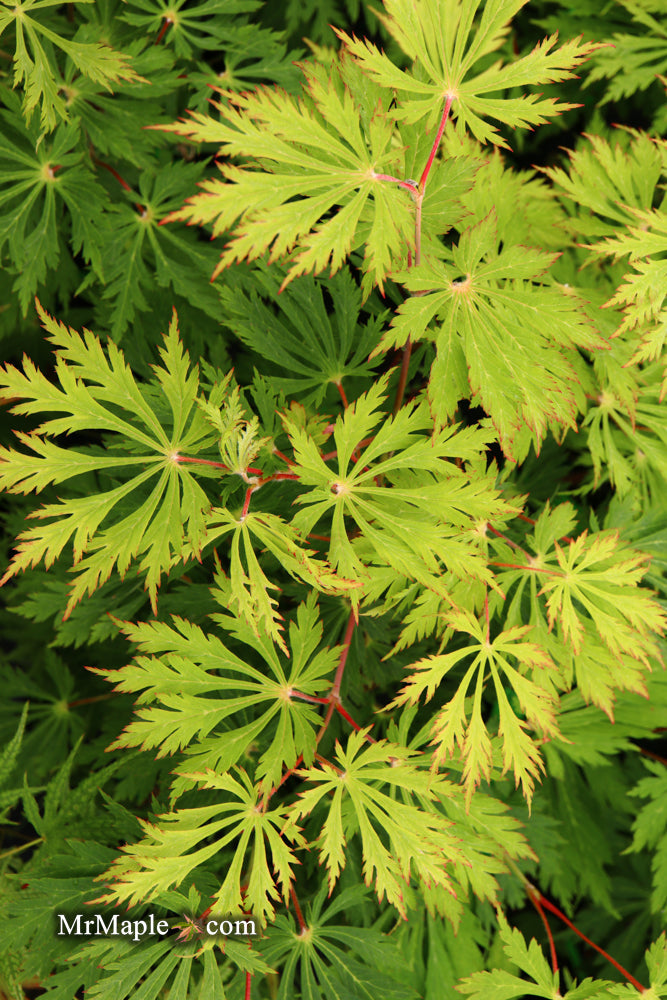 Acer japonicum 'Mai kujaku' Dancing Peacock Japanese Maple