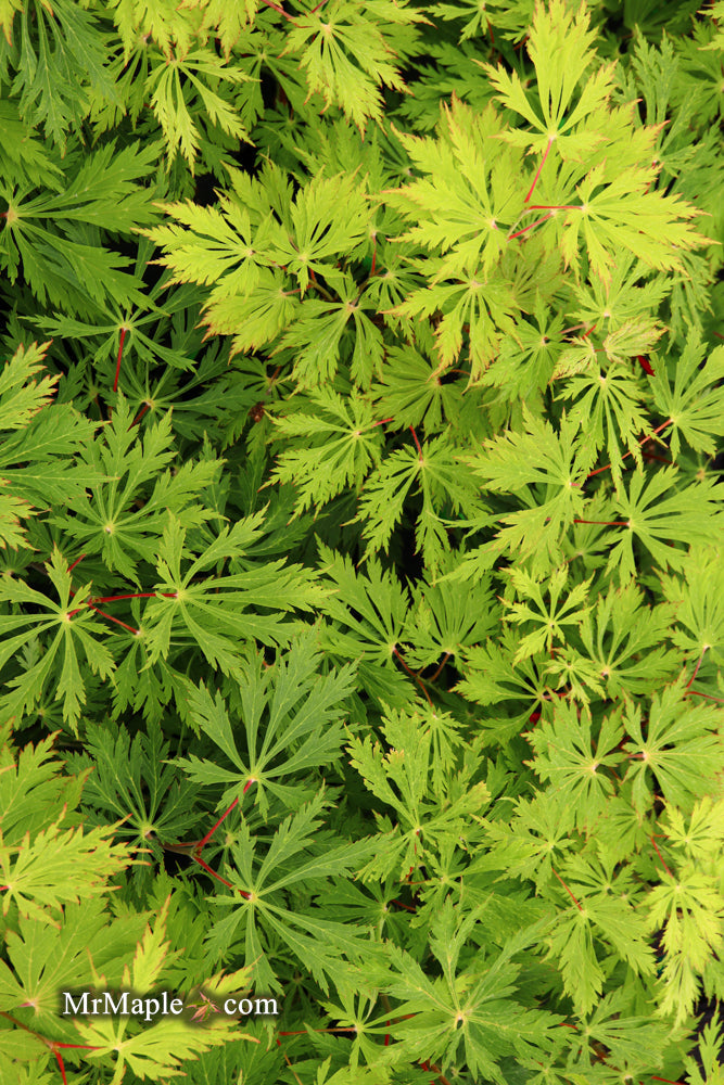 Acer japonicum 'Mai kujaku' Dancing Peacock Japanese Maple