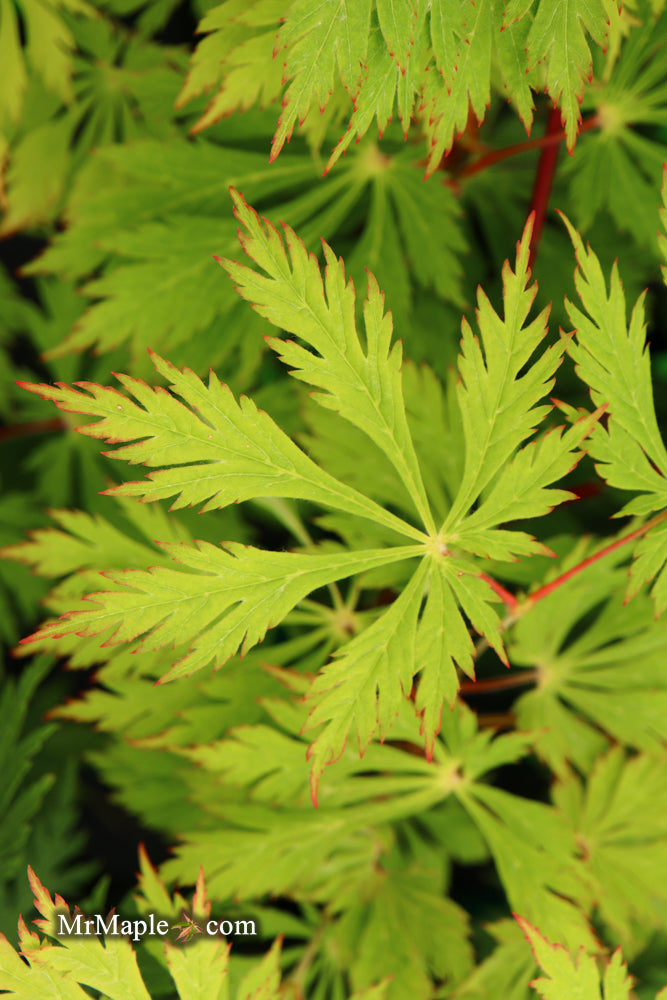 Acer japonicum 'Mai kujaku' Dancing Peacock Japanese Maple