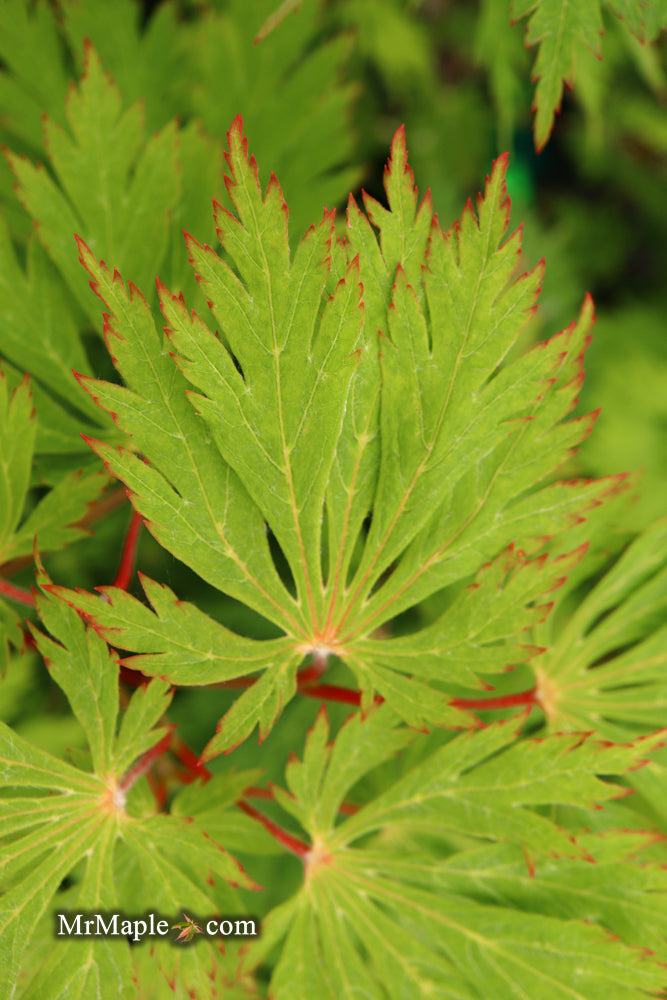Acer japonicum 'Mai kujaku' Dancing Peacock Japanese Maple