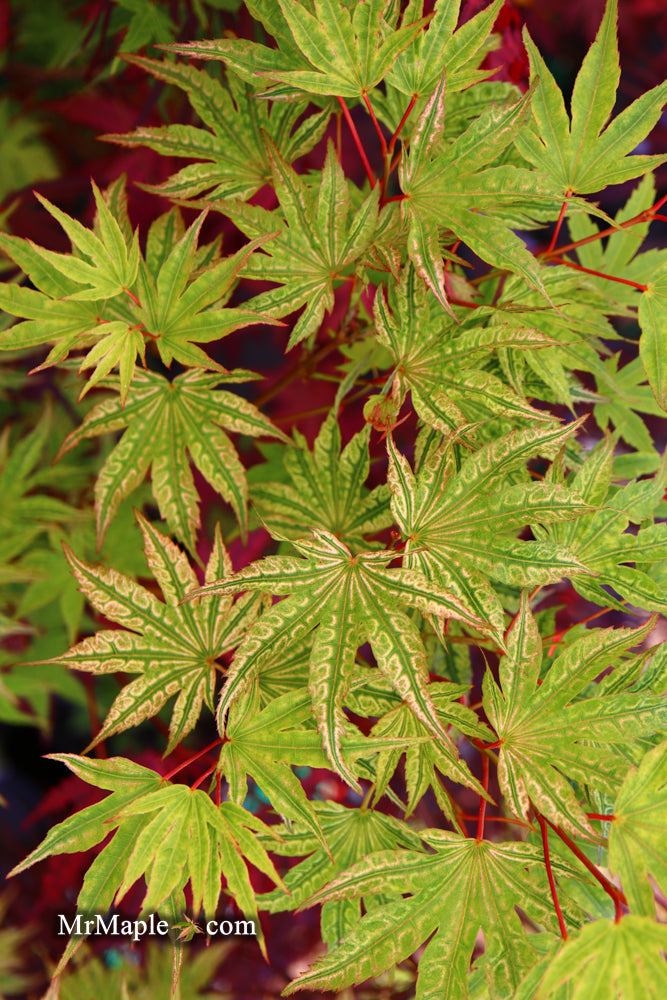 Acer palmatum 'Ikandi' Japanese Maple