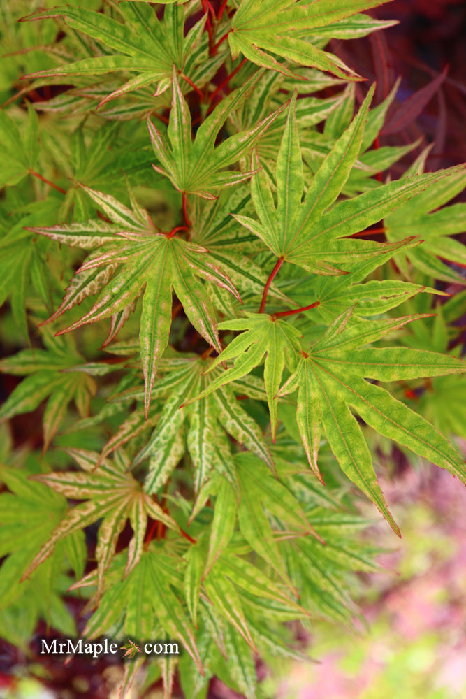 Acer palmatum 'Ikandi' Japanese Maple