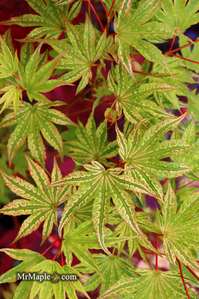Acer palmatum 'Ikandi' Japanese Maple