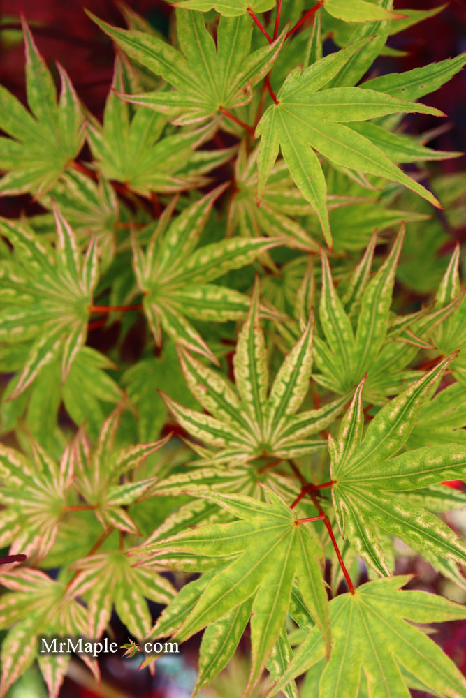 Acer palmatum 'Ikandi' Japanese Maple