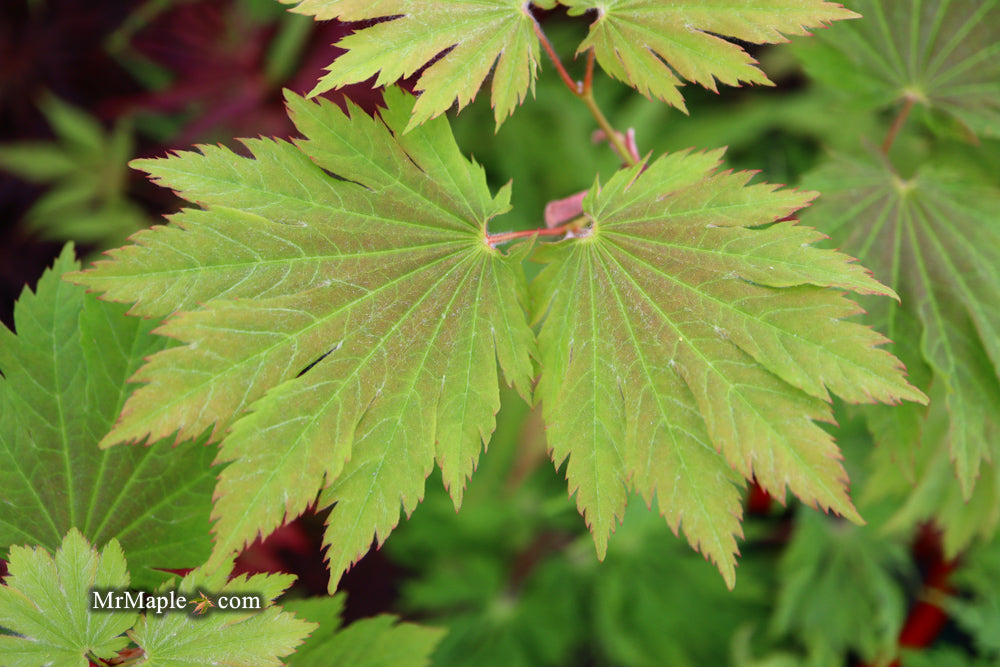 Acer japonicum 'Emmett's Pumpkin' Full Moon Japanese Maple