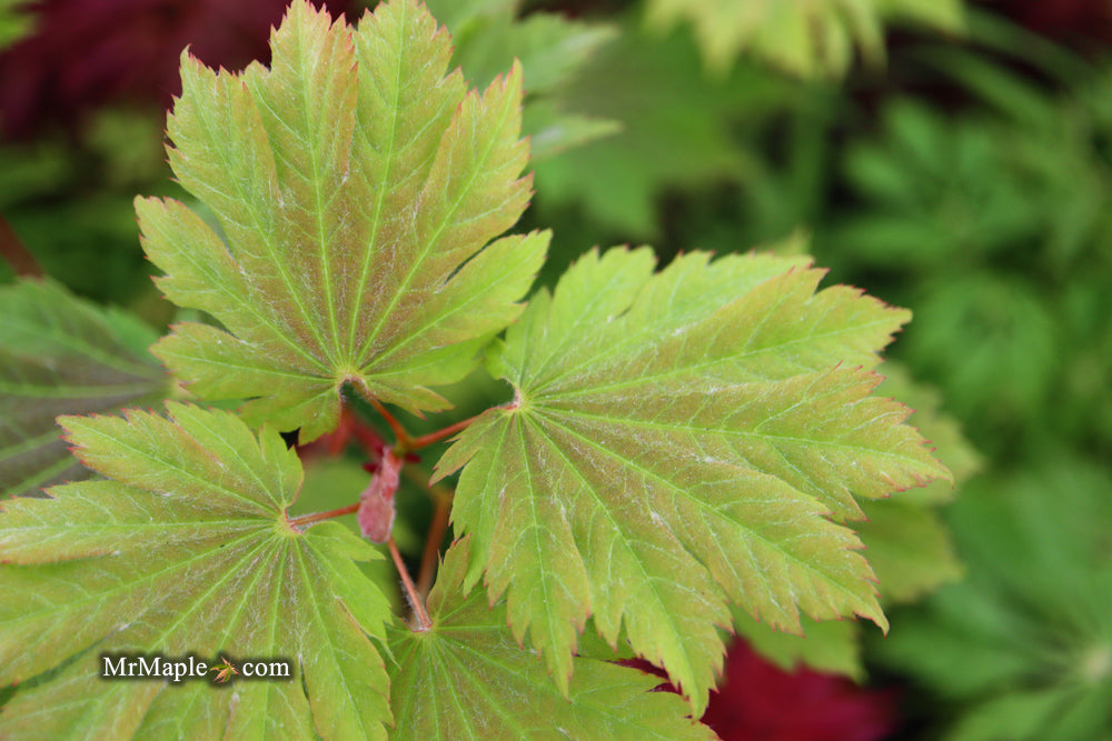 Acer japonicum 'Emmett's Pumpkin' Full Moon Japanese Maple