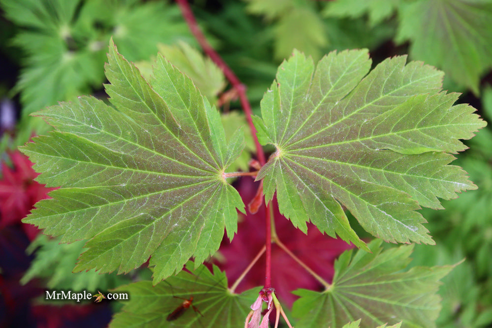 Acer japonicum 'Emmett's Pumpkin' Full Moon Japanese Maple