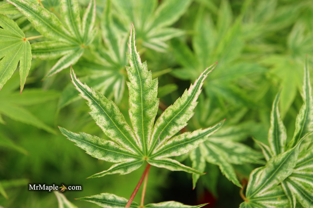 Acer palmatum 'Ikandi' Japanese Maple