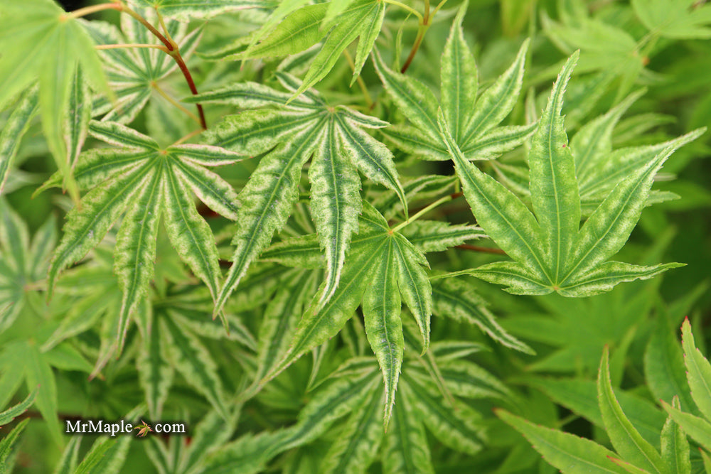 Acer palmatum 'Ikandi' Japanese Maple