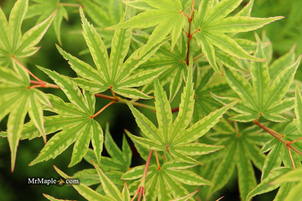 Acer palmatum 'Ikandi' Japanese Maple