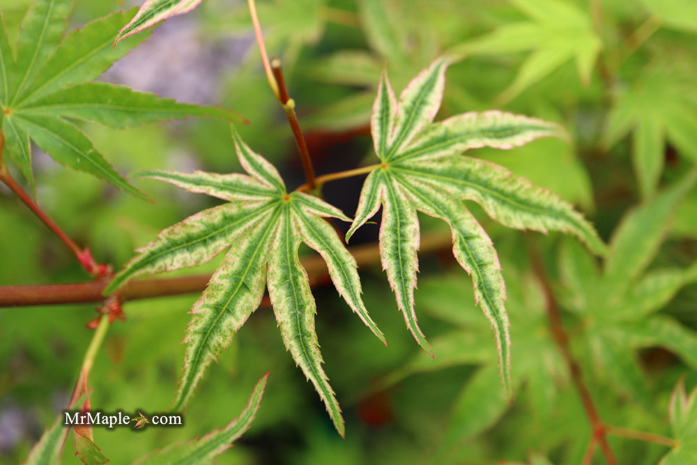 Acer palmatum 'Ikandi' Japanese Maple