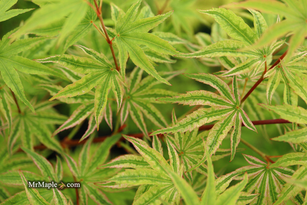 Acer palmatum 'Ikandi' Japanese Maple