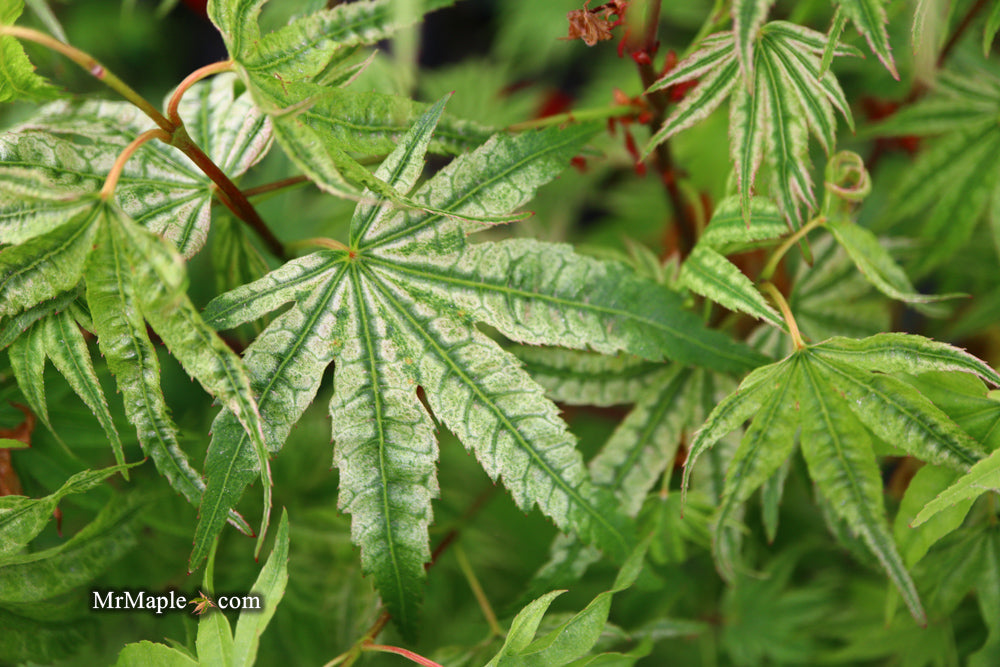 Acer palmatum 'Ikandi' Japanese Maple