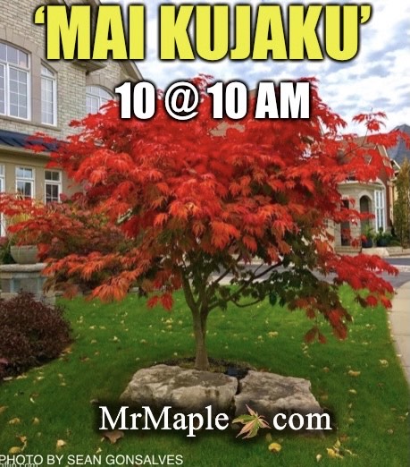 Acer japonicum 'Mai kujaku' Dancing Peacock Japanese Maple