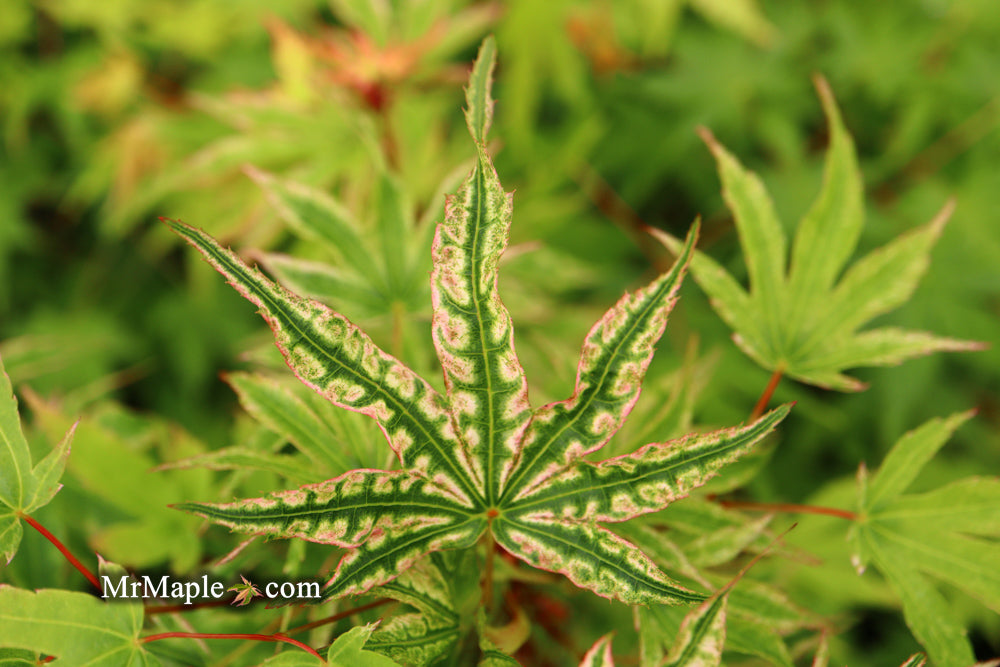 Acer palmatum 'Ikandi' Japanese Maple