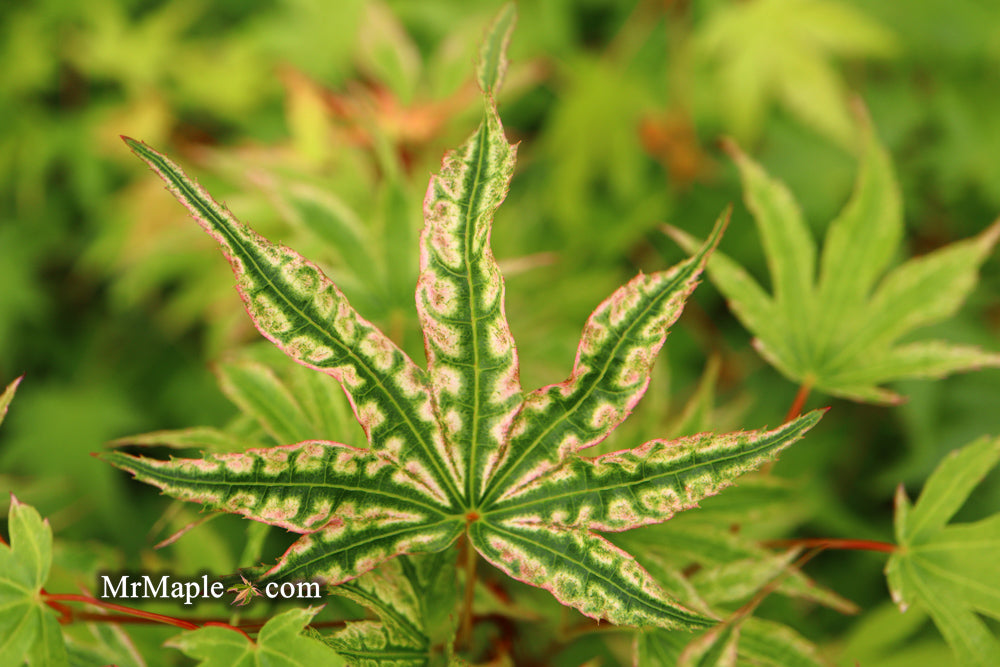 Acer palmatum 'Ikandi' Japanese Maple