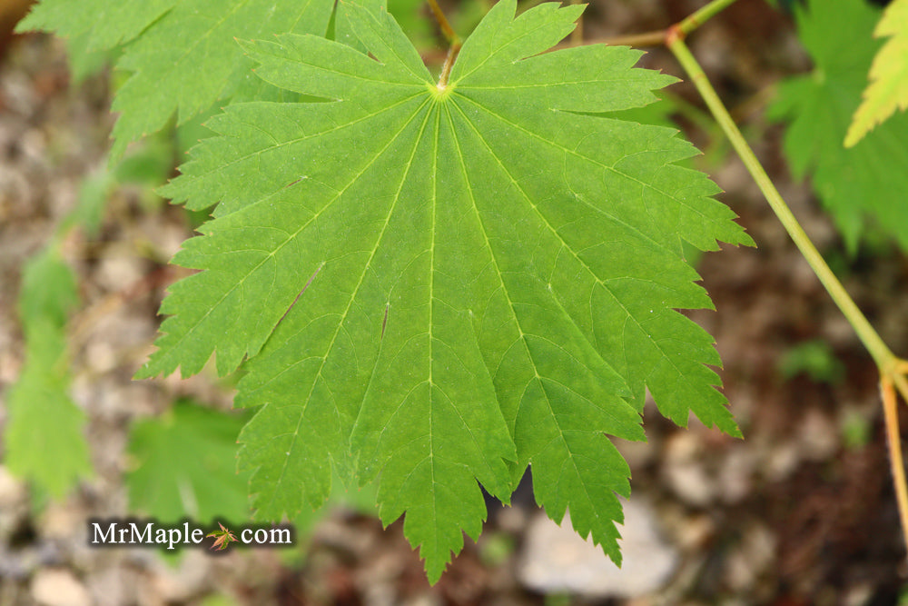 Acer japonicum 'Emmett's Pumpkin' Full Moon Japanese Maple