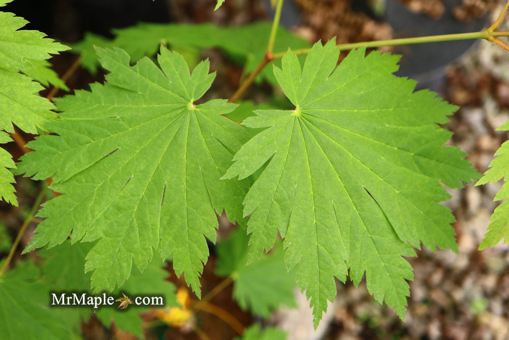 Acer japonicum 'Emmett's Pumpkin' Full Moon Japanese Maple