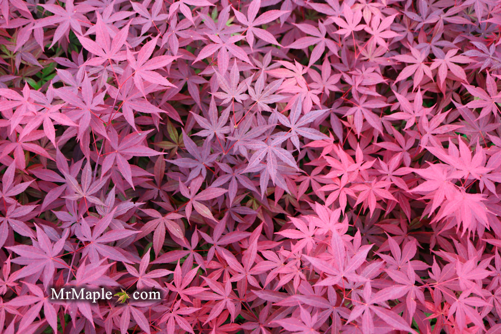 Acer palmatum 'Emperor 1' Japanese Maple Tree