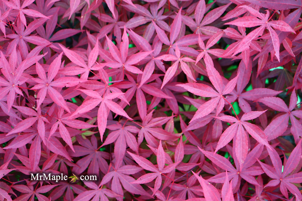 Acer palmatum 'Emperor 1' Japanese Maple Tree