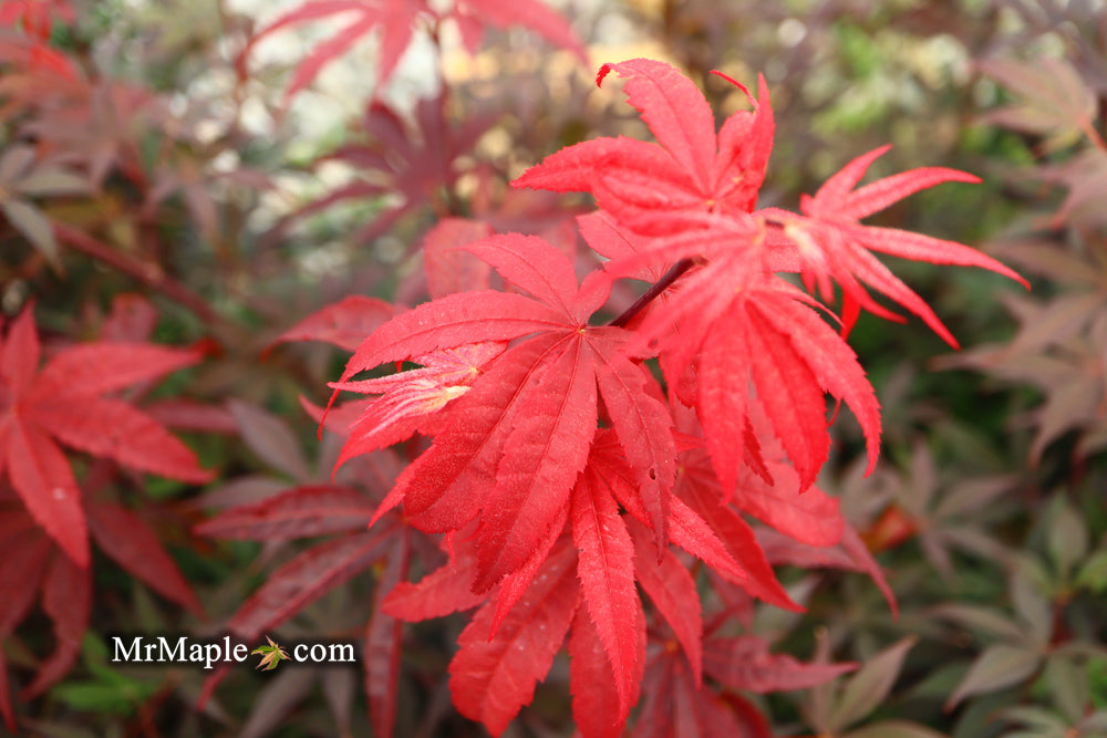 Acer palmatum 'Emperor 1' Japanese Maple Tree