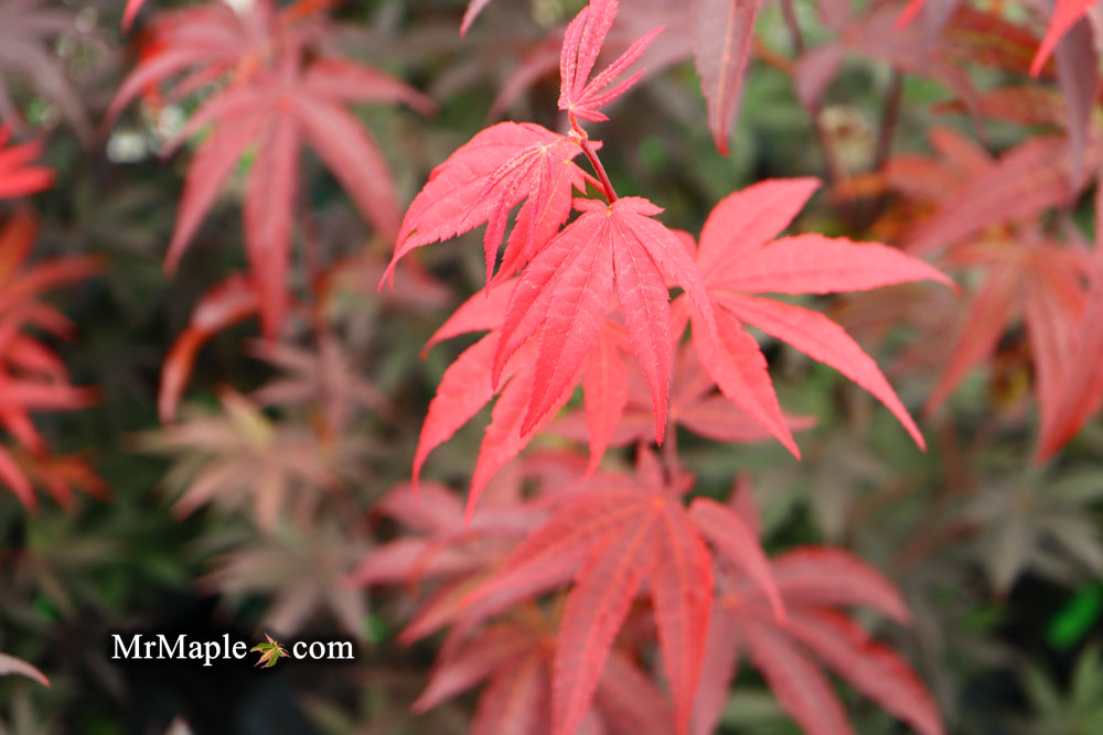 Acer palmatum 'Emperor 1' Japanese Maple Tree