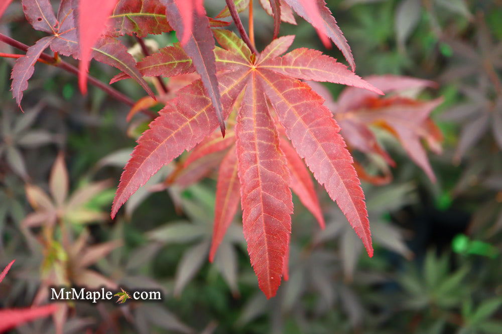 Acer palmatum 'Emperor 1' Japanese Maple Tree