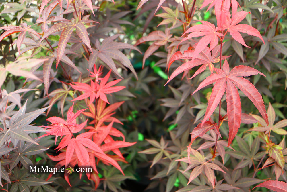 Acer palmatum 'Emperor 1' Japanese Maple Tree