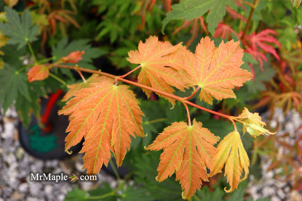 Acer japonicum 'Emmett's Pumpkin' Full Moon Japanese Maple