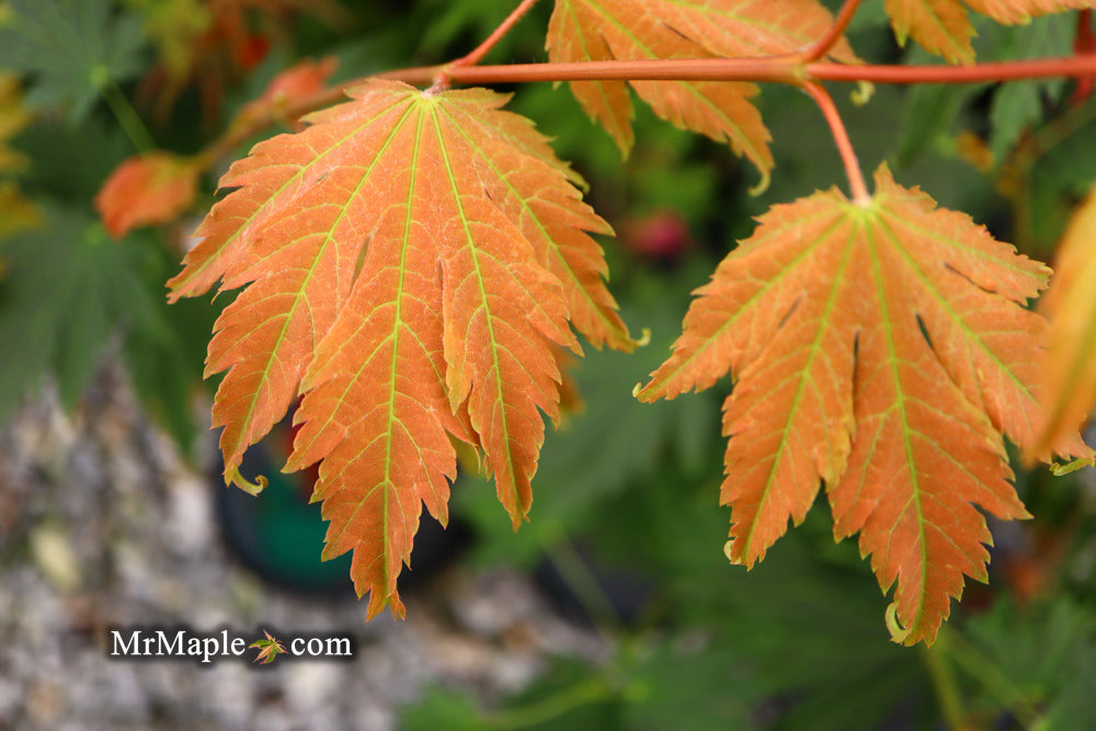Acer japonicum 'Emmett's Pumpkin' Full Moon Japanese Maple