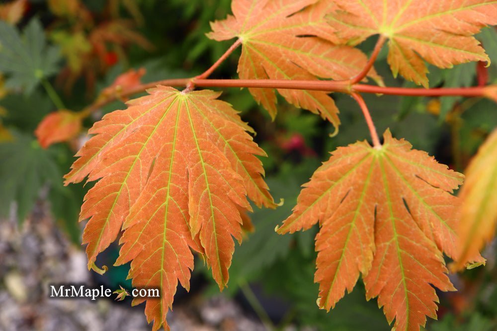 Acer japonicum 'Emmett's Pumpkin' Full Moon Japanese Maple