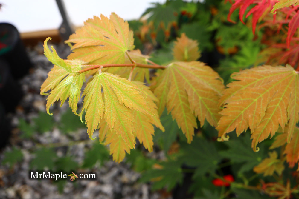 Acer japonicum 'Emmett's Pumpkin' Full Moon Japanese Maple