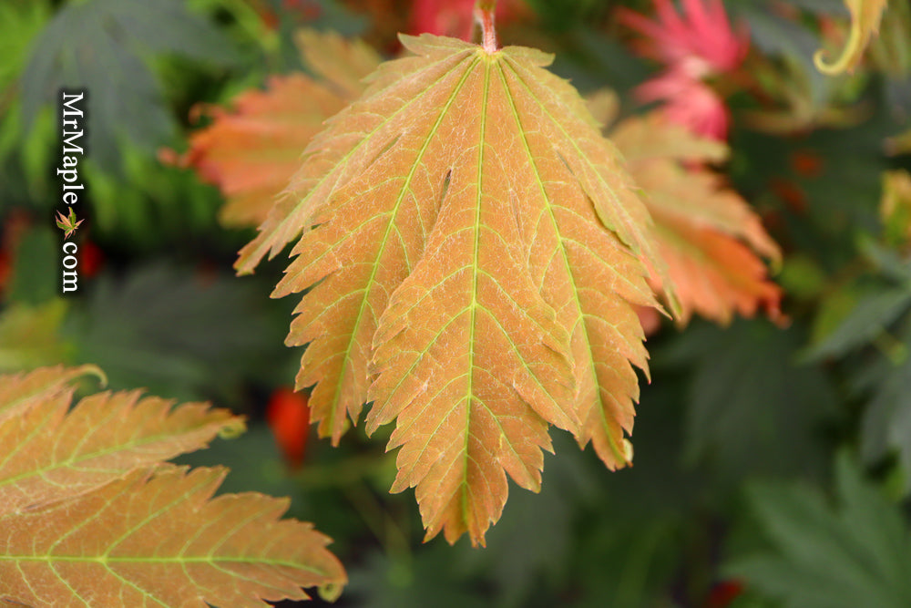 Acer japonicum 'Emmett's Pumpkin' Full Moon Japanese Maple