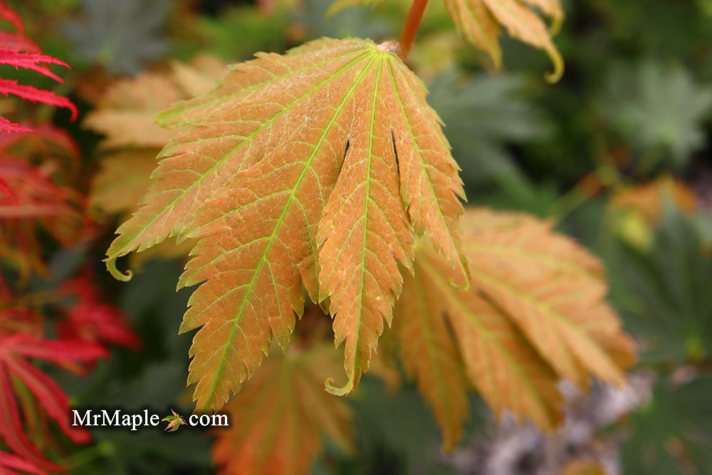 Acer japonicum 'Emmett's Pumpkin' Full Moon Japanese Maple