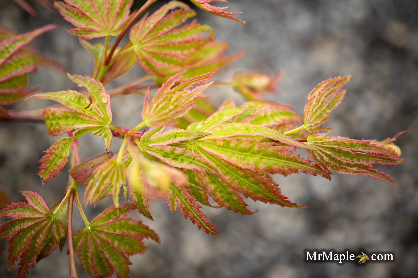 Acer palmatum 'Ikandi' Japanese Maple