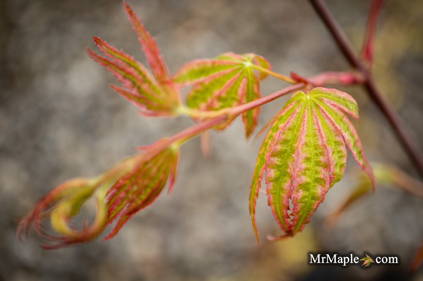 Acer palmatum 'Ikandi' Japanese Maple