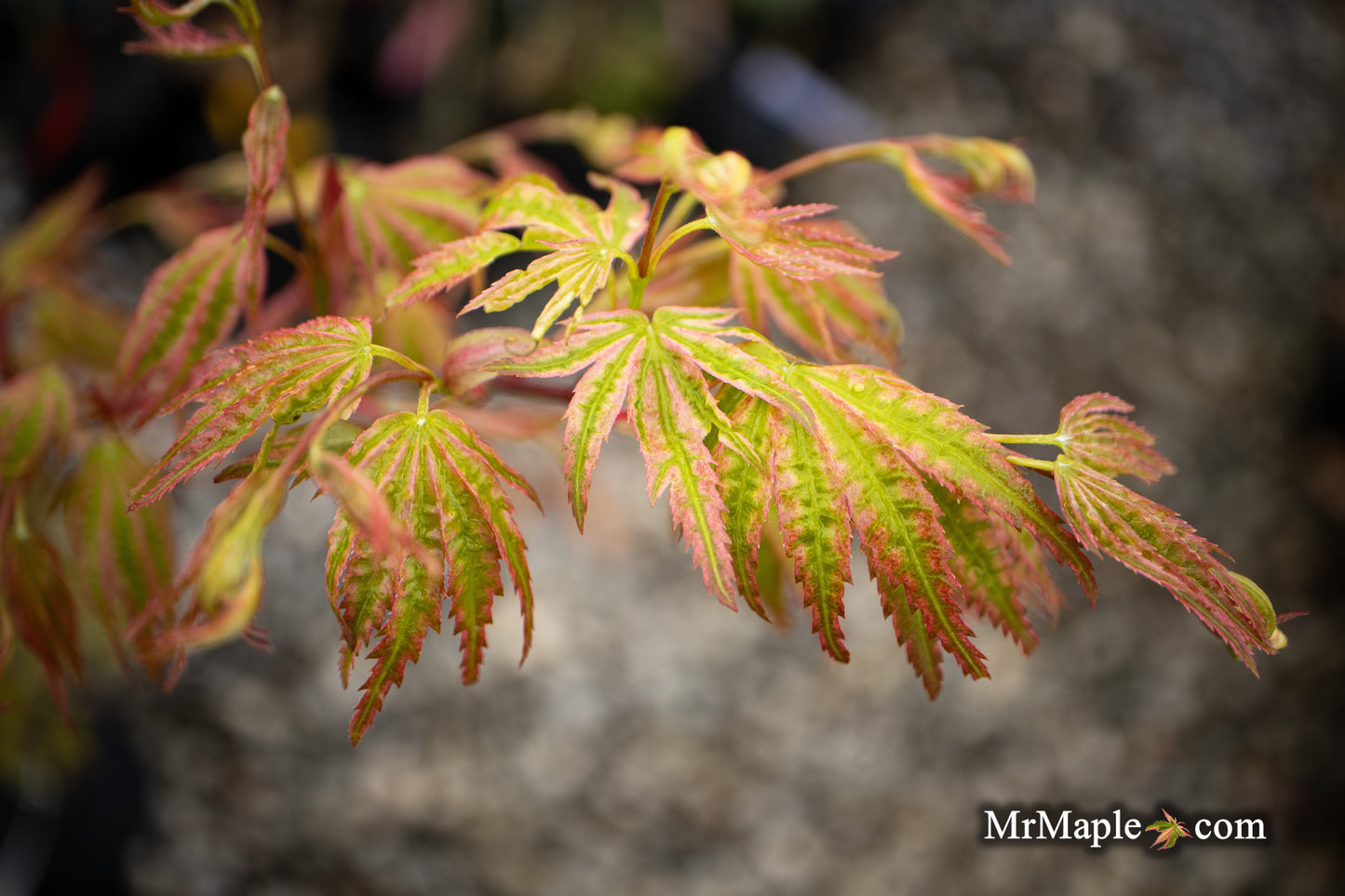 Acer palmatum 'Ikandi' Japanese Maple