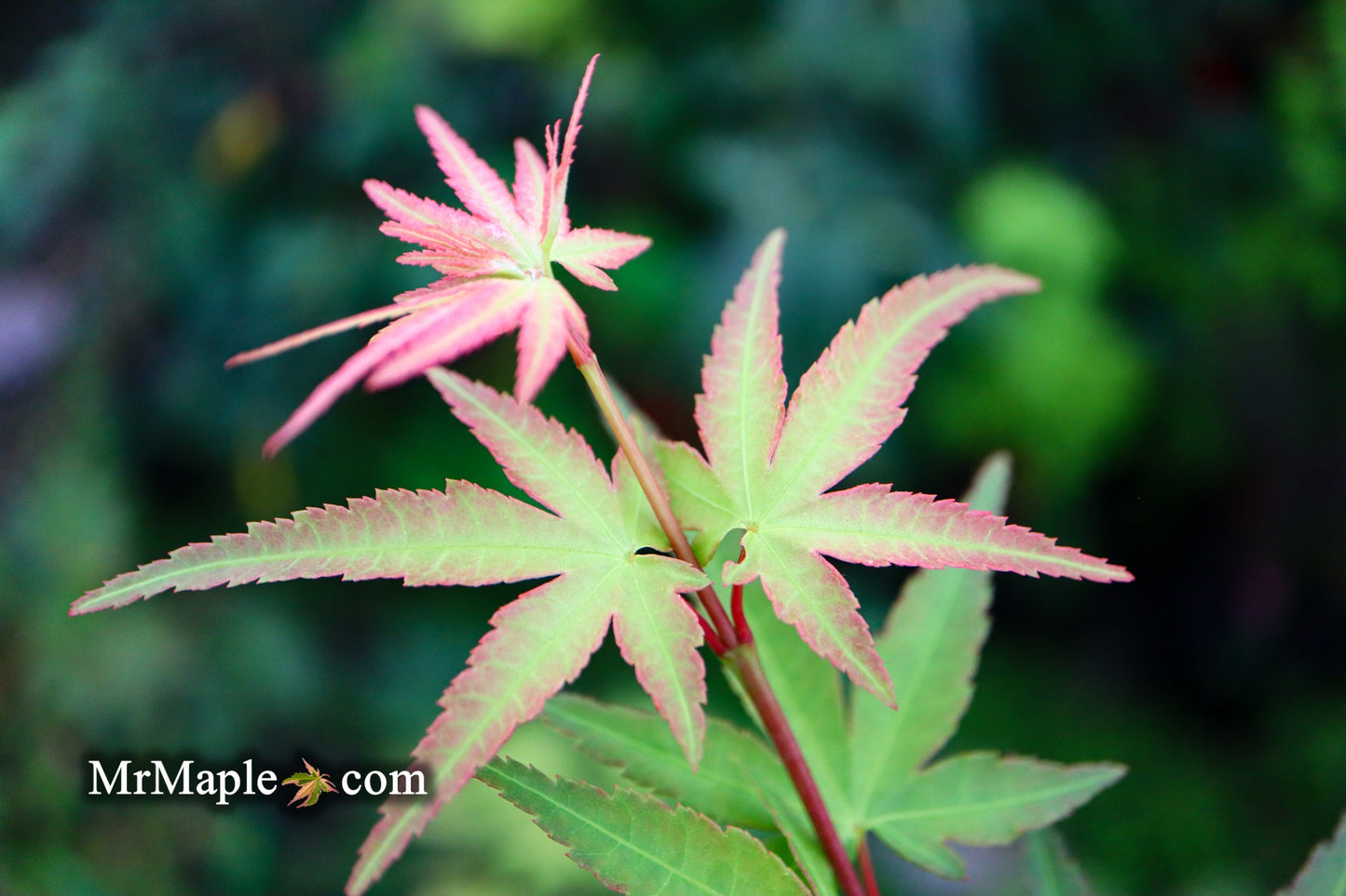 Acer palmatum 'Ikandi' Japanese Maple